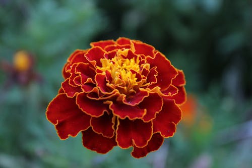 Free stock photo of colorful, flower, orange