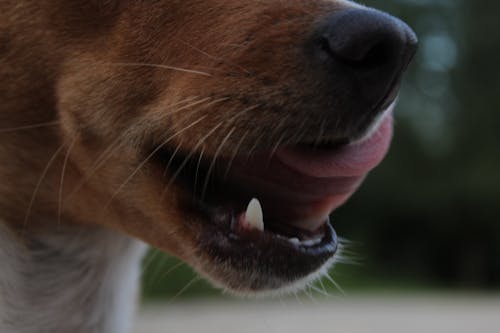 Free stock photo of dog, teeth, thong