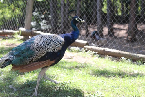 Free stock photo of bird, blue, peacock