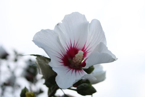 Foto d'estoc gratuïta de blanc, flor