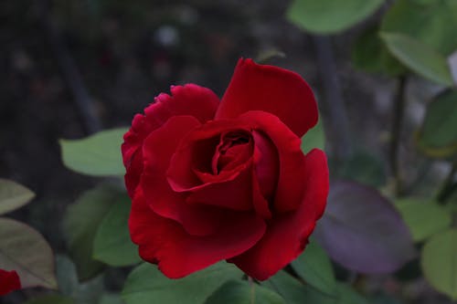 Free stock photo of flower, red, rose