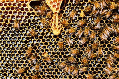 Free Top View of Bees Putting Honey Stock Photo