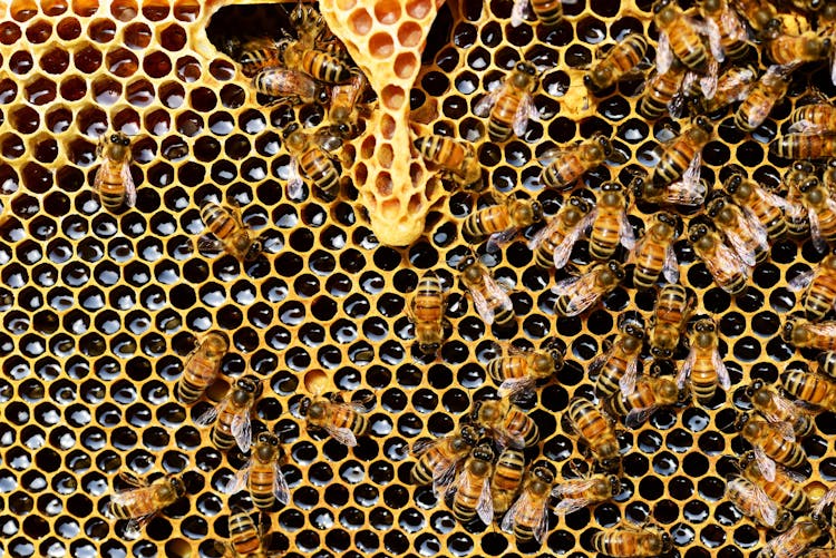 Top View Of Bees Putting Honey