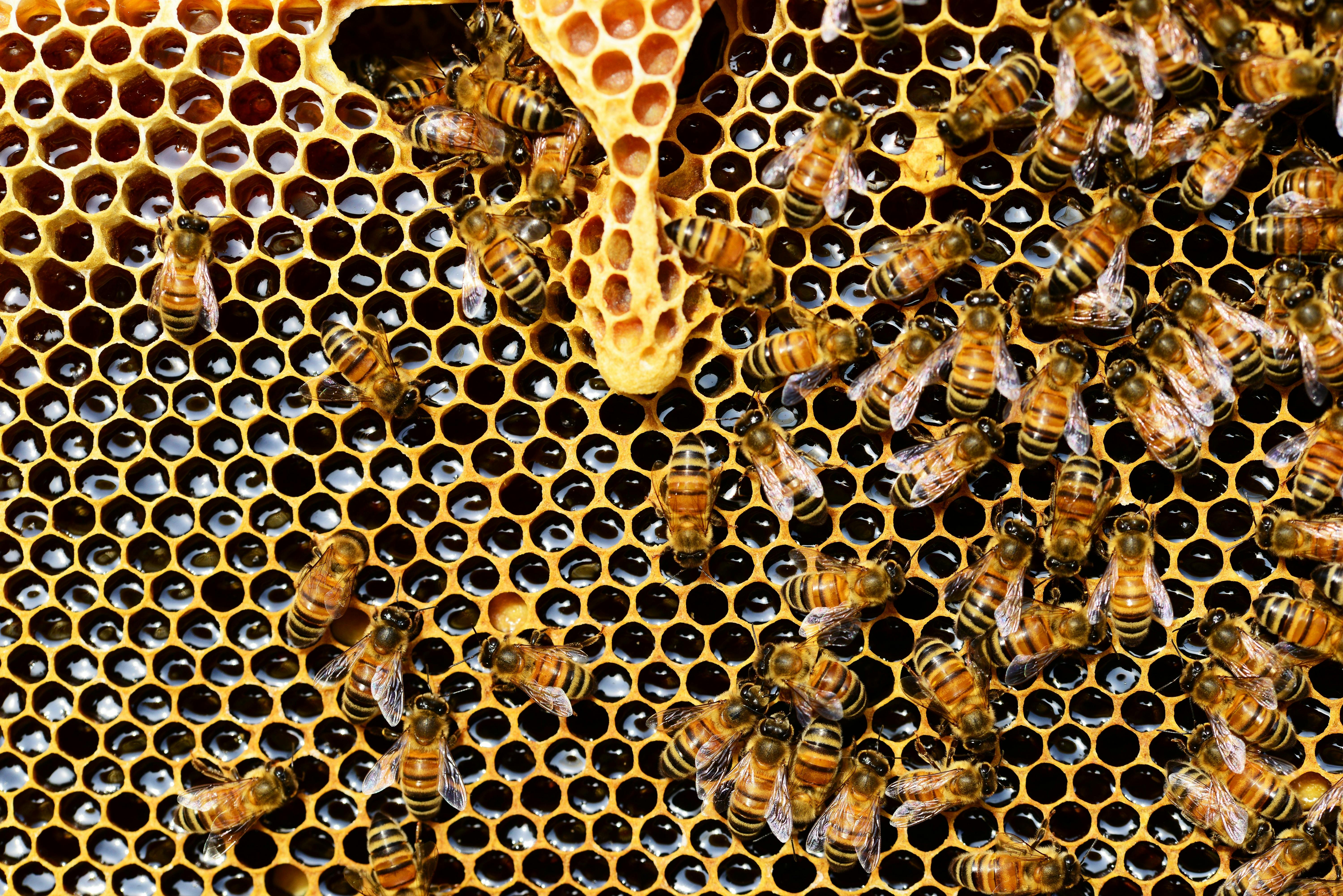 https://images.pexels.com/photos/56876/queen-cup-honeycomb-honey-bee-new-queen-rearing-compartment-56876.jpeg?cs=srgb&dl=pexels-pixabay-56876.jpg&fm=jpg