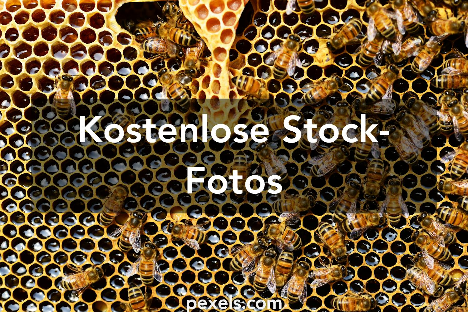1000 Bienen Fotos Pexels Kostenlose Stock Fotos