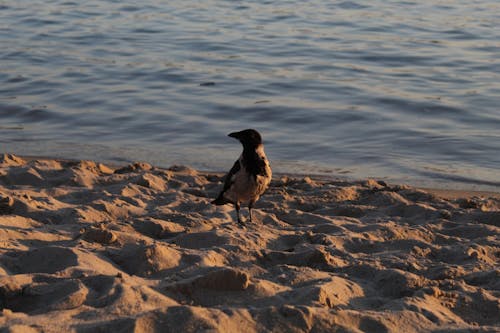 Free stock photo of beach, bird