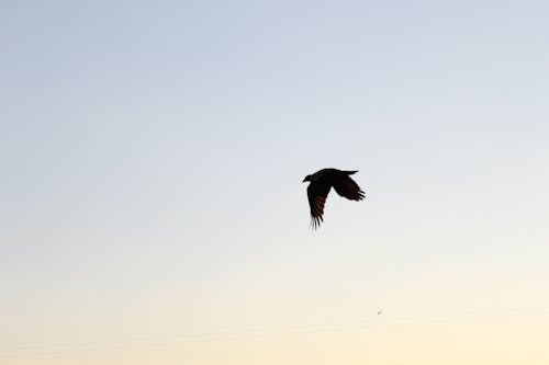 Free stock photo of bird, fly, sky