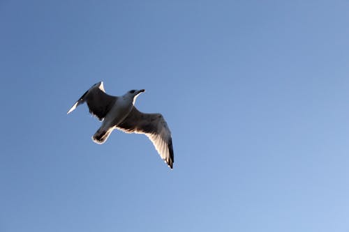 Free stock photo of bird, fly, sky