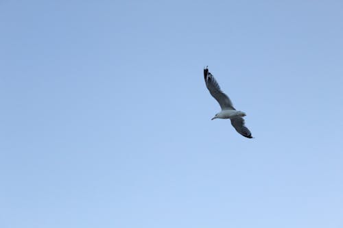 Free stock photo of bird, fly, sky