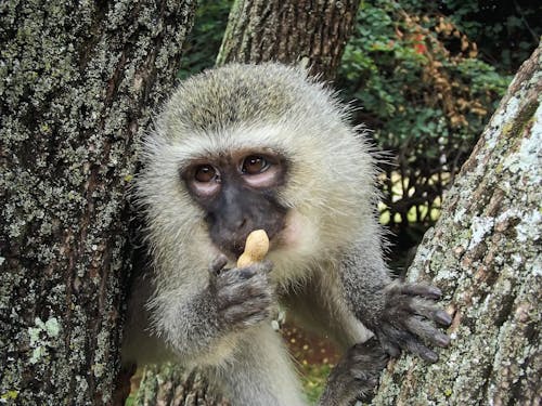 Ingyenes stockfotó állat, emberszabású majom, természet témában Stockfotó