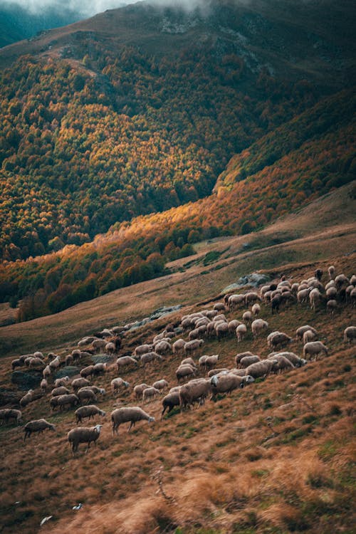 Free Picturesque scenery of mountainous terrain with herd of fluffy sheep pasturing in daytime Stock Photo