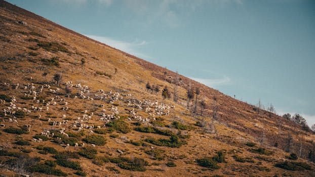 Peaceful scene of sheep grazing on a sunlit hillside during fall, surrounded by nature.