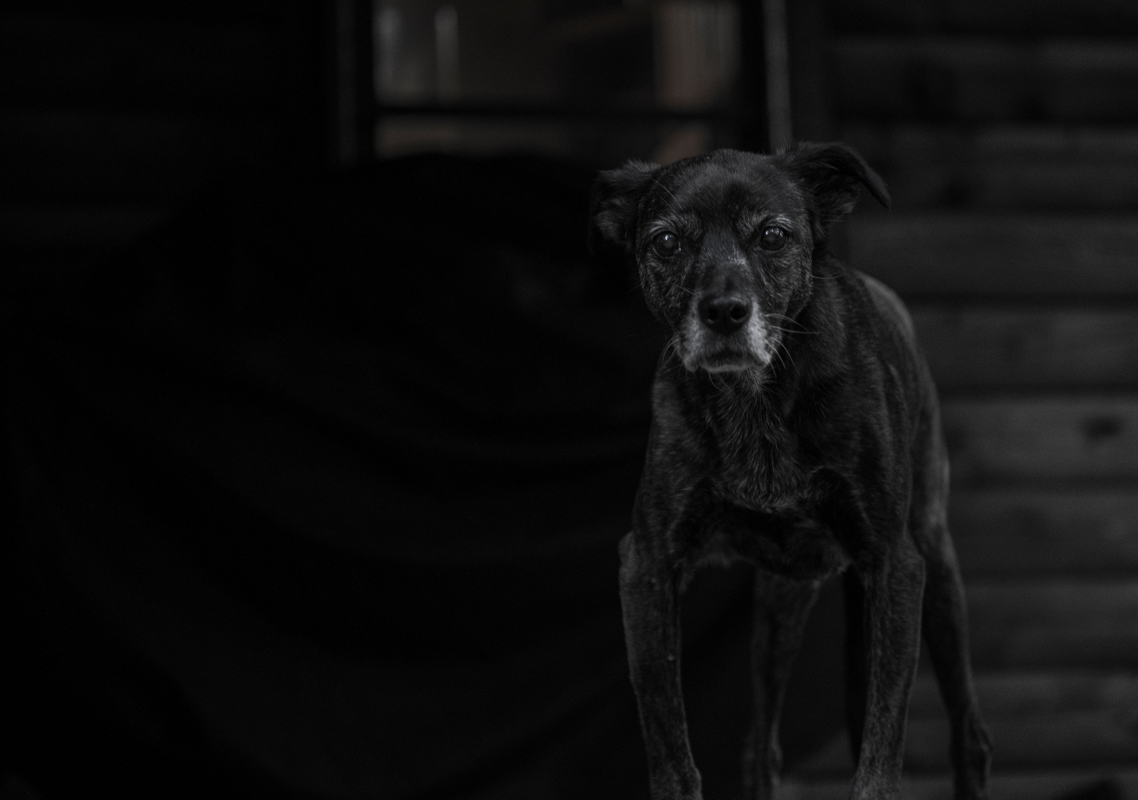 Veterinary care for a dog