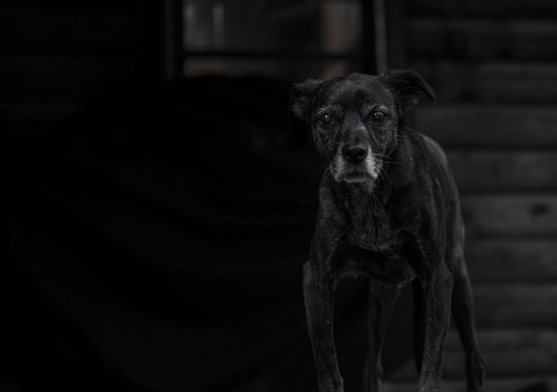 Veterinary care for a dog