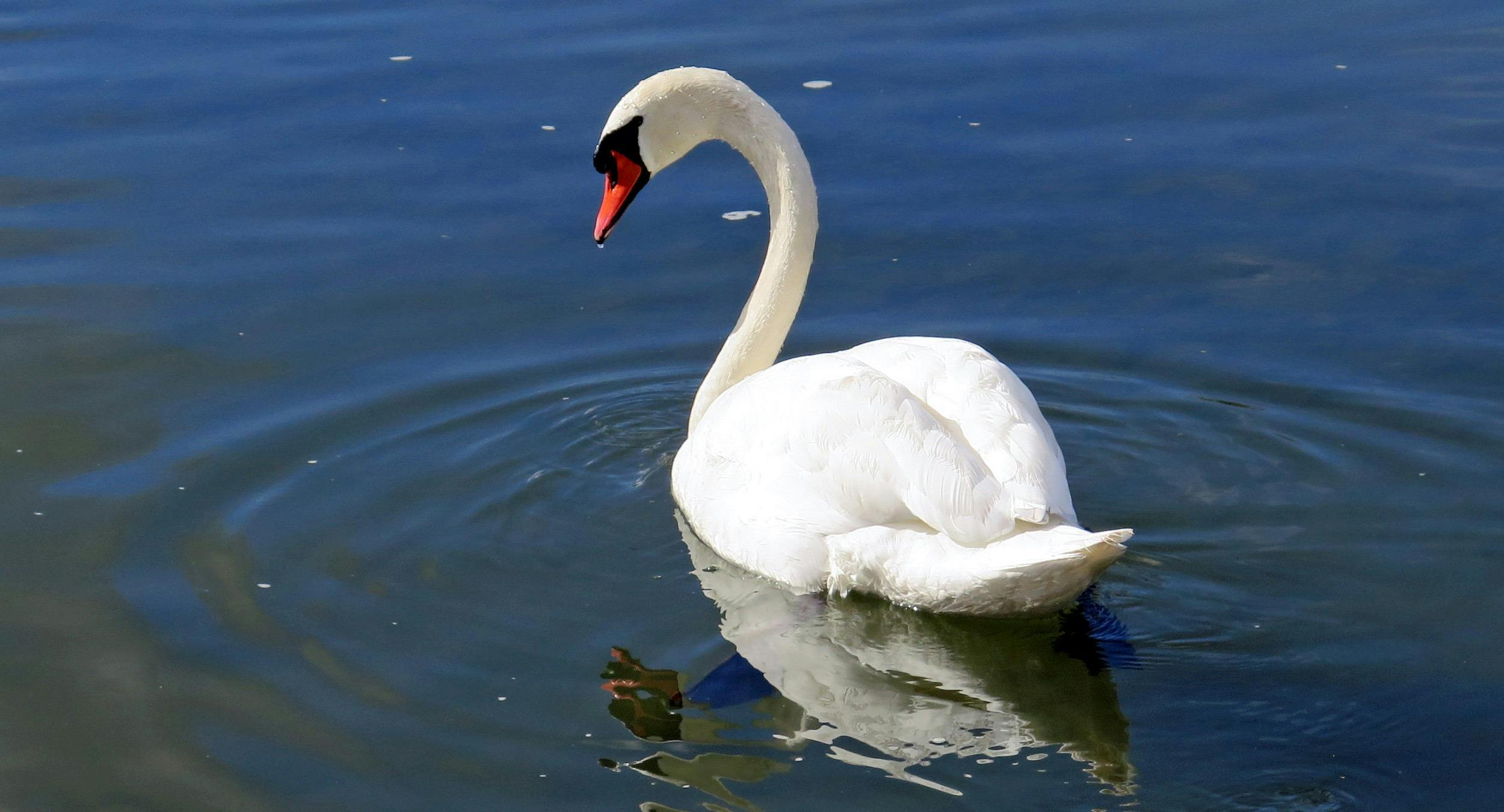 White Swan in the Body of Water  Free Stock Photo