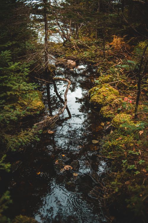 Free From above of shallow pond surrounded with green grass and trees in forest Stock Photo