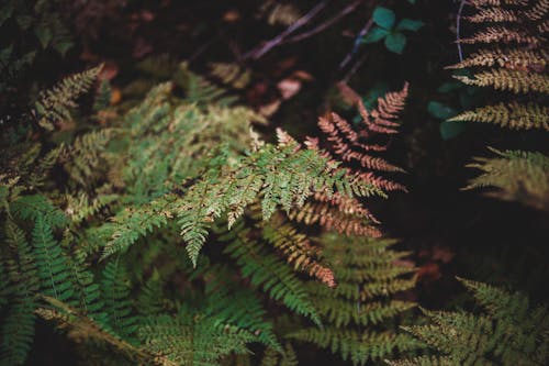 From above of green fern growing in forest with bushes in dim sunlight in summer