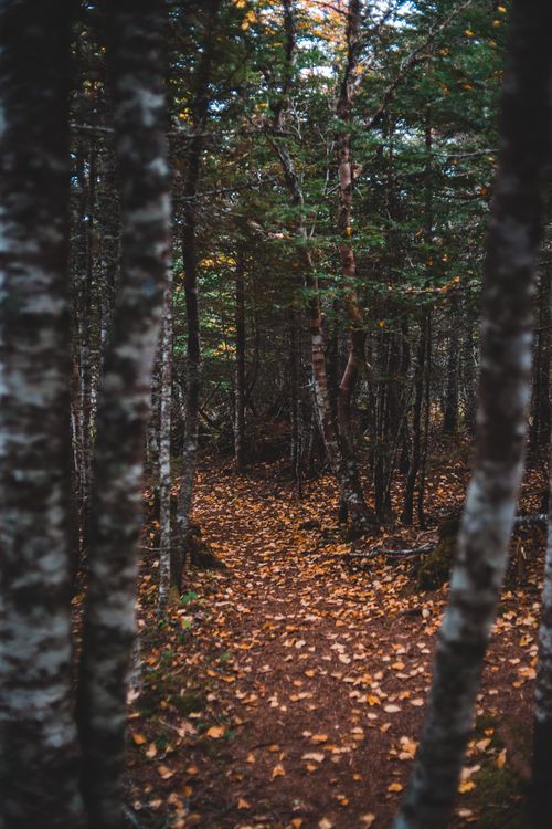 Free Thin birch trees growing on ground covered with yellow leaves in wood with green trees in autumn Stock Photo