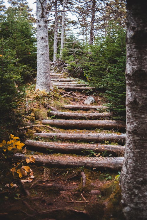 Weathered timber stairs among trees and bushes with lush green foliage in summer