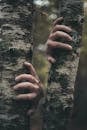 Person touching bark of birch tree