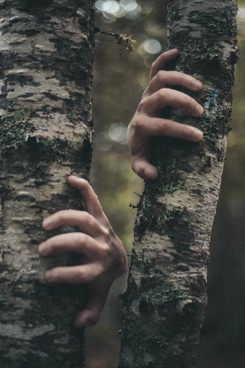 Person touching bark of birch tree