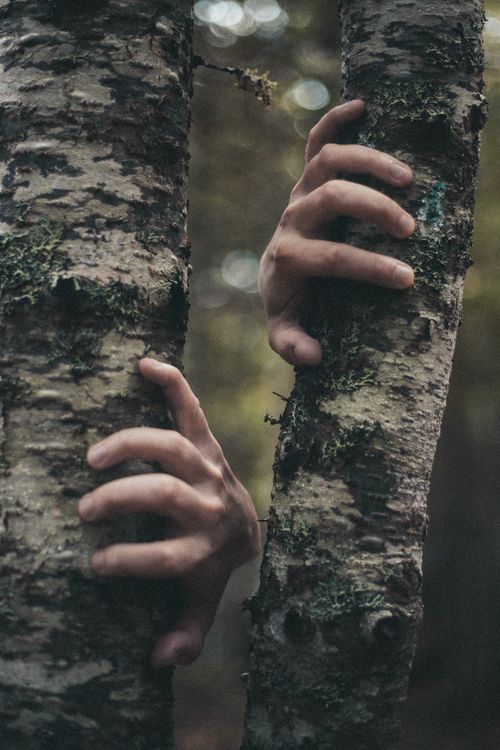 Free Crop anonymous person clinging to thin trunk of birch tree on blurred background of forest Stock Photo