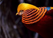 这张彩色锦鸡的特写令人惊叹，充分展现了它充满活力的羽毛