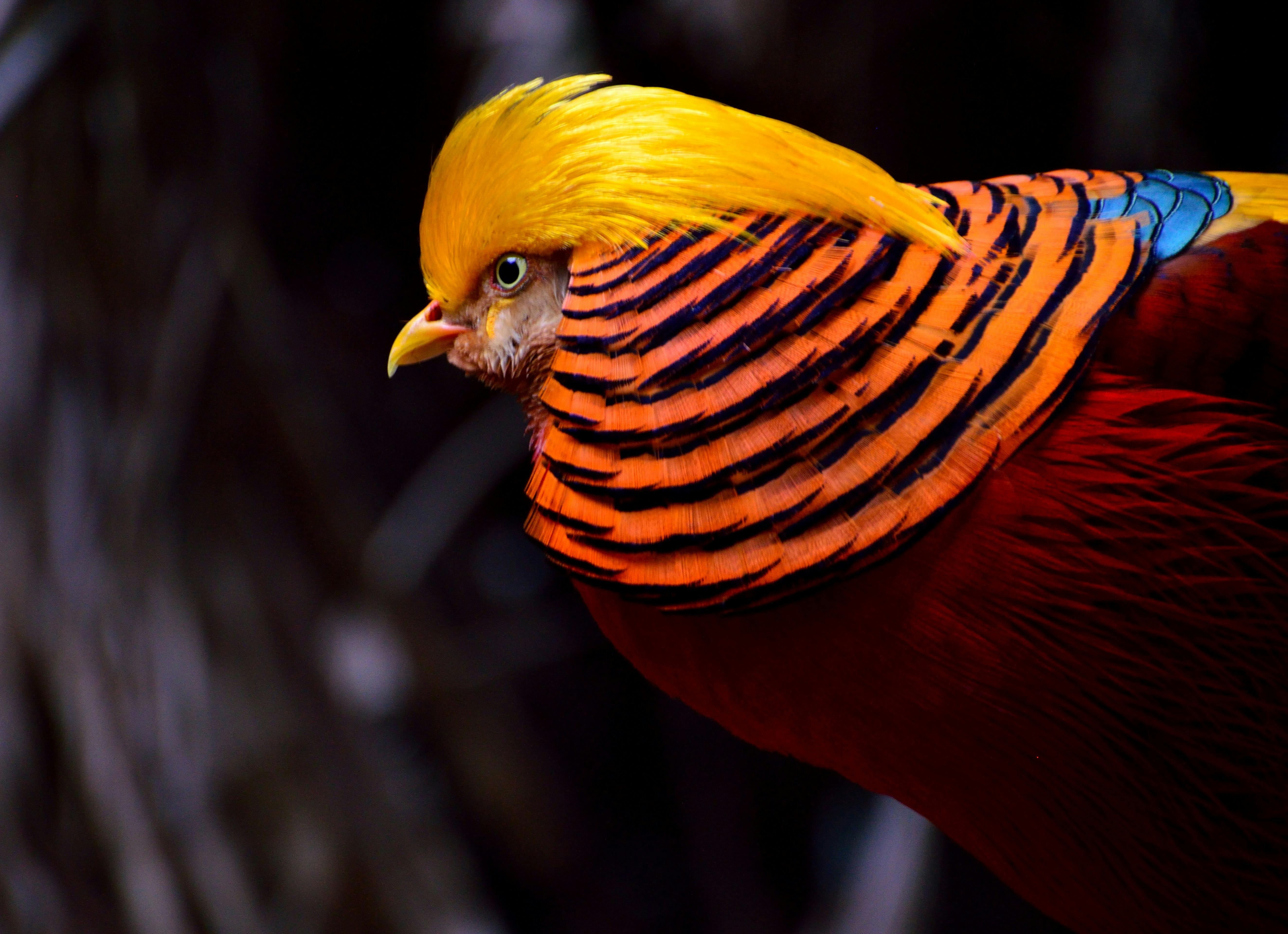 Golden Pheasant Stock Photo - Download Image Now - Golden Pheasant, Pheasant  - Bird, Green Color - iStock