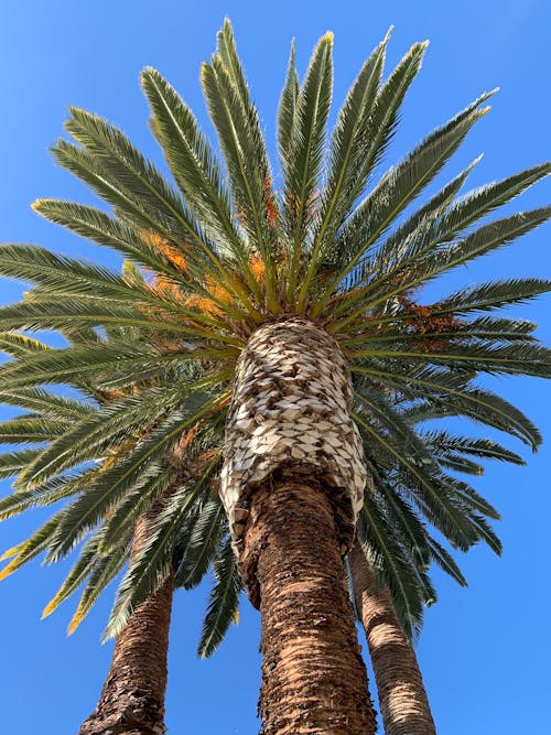 Gratis lagerfoto af blå himmel, blade, brun