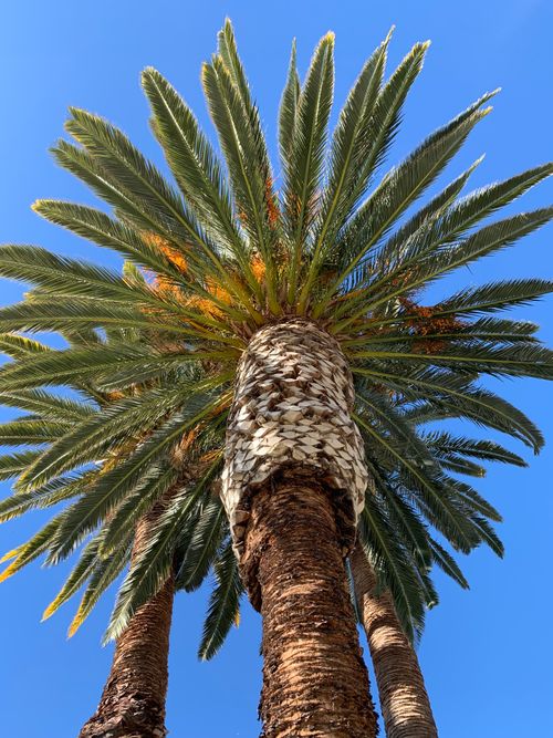 Free Close-up view of a towering date palm tree with lush green fronds under a bright blue sky. Stock Photo