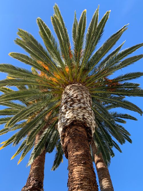 Free Low angle view of a majestic palm tree under a bright blue sky, capturing a tropical vibe. Stock Photo