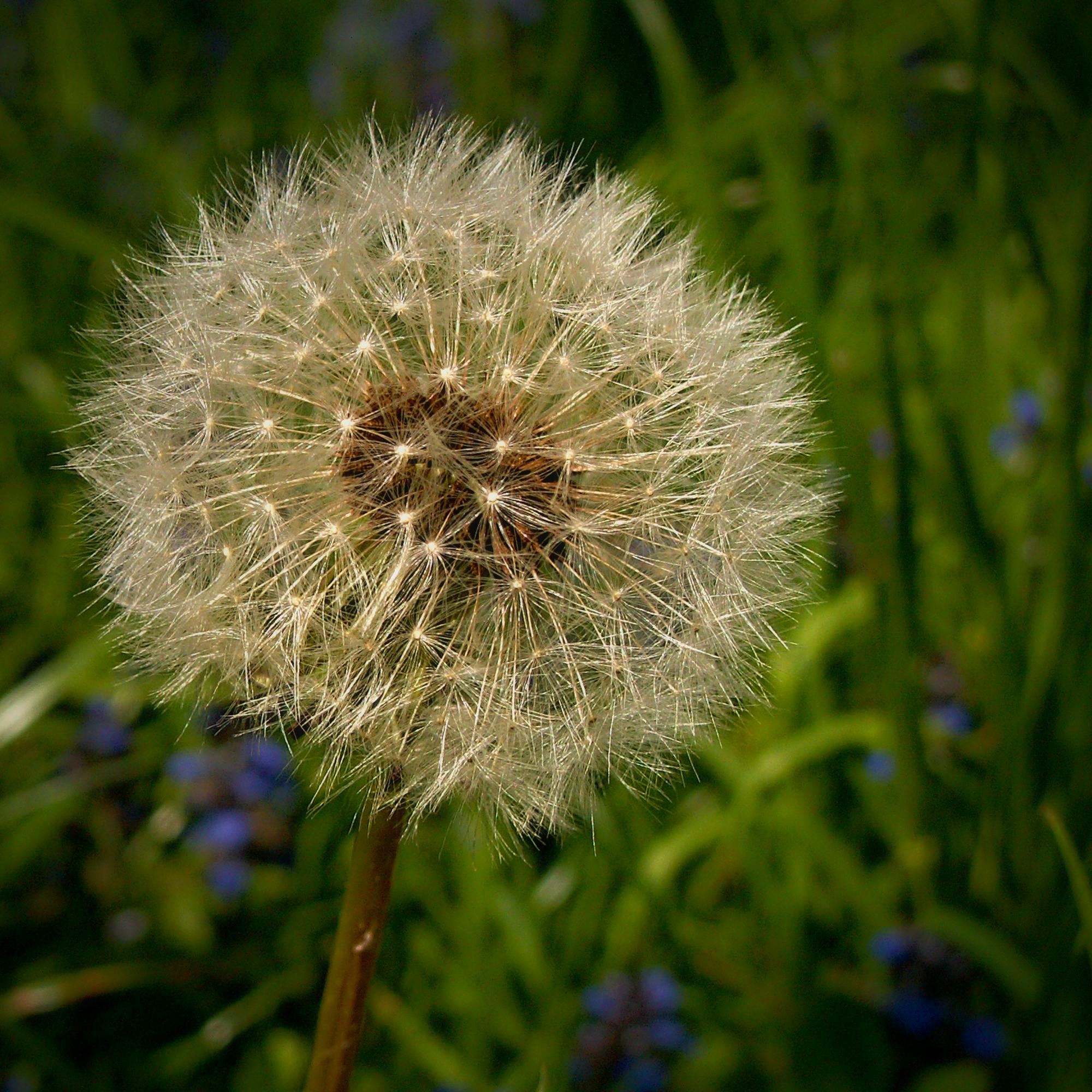 White Dandelion Flower in Close Up Photograph · Free Stock Photo