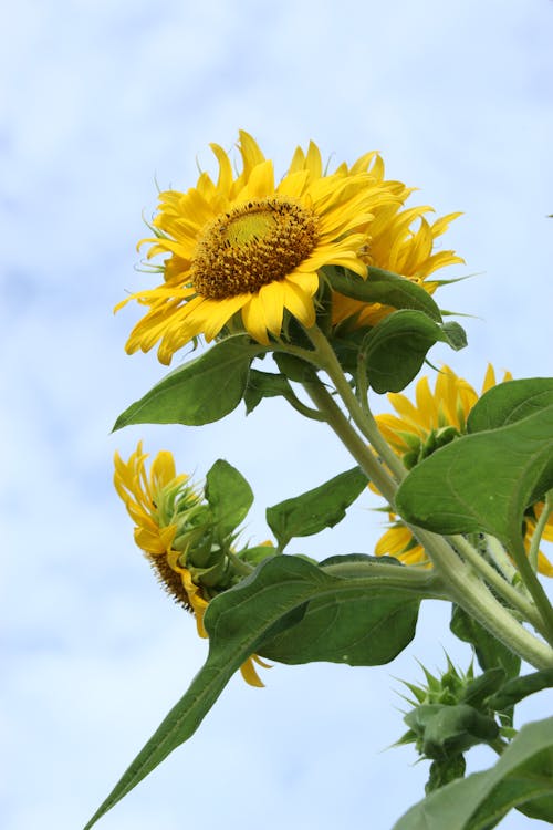 Free Sunflower in Bloom Stock Photo
