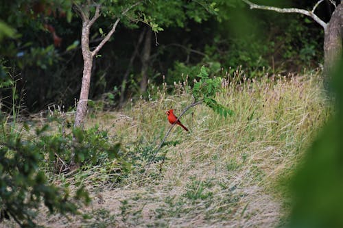 Red Cardinal Bird Perched on Plant