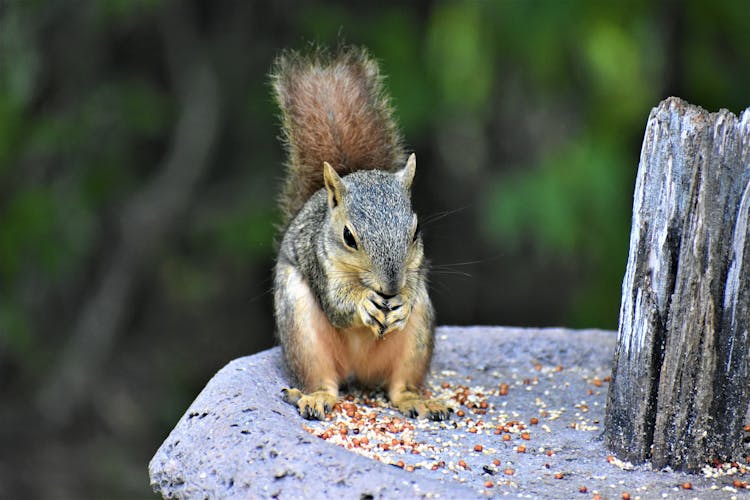 Gray Squirrel Eating Nuts