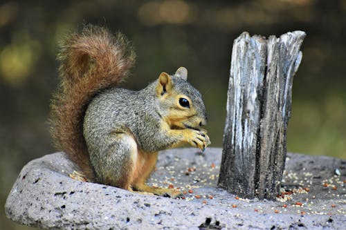 Gray Squirrel with Brown Tail 