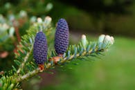 镜头详细捕捉了云杉树枝上的两个紫色松果，展现了大自然的美丽与图案的错综复杂