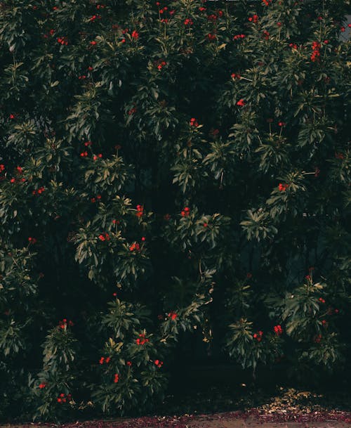 Green Leafy Plant with Red Flowers