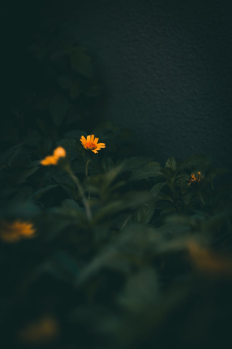 Yellow Flower In Dark Background