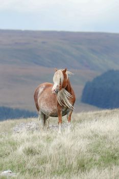 A beautiful brown horse standing alone in a vast, wild field showcasing nature's tranquility.