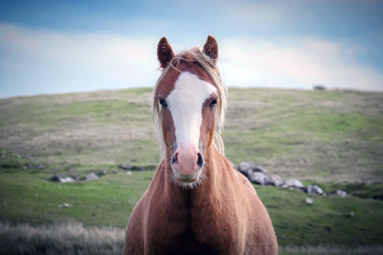 Brown And White Horse On Grass Field