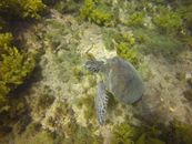 Turtle Under Water with Seaweeds