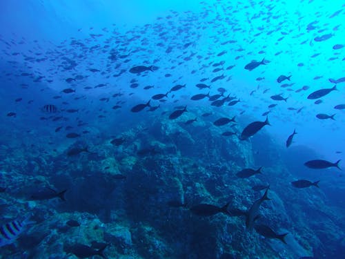 Free Schooling Fishes Underwater Stock Photo