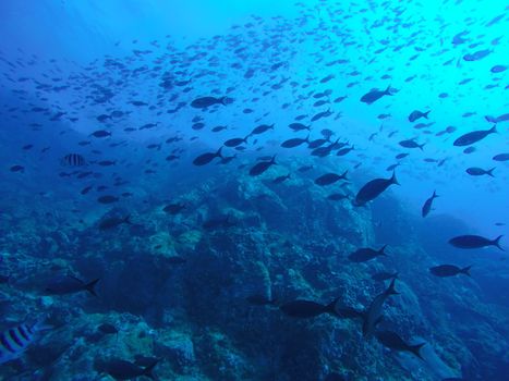 Underwater view of a large school of fish swimming over vibrant coral reefs in clear blue ocean waters.