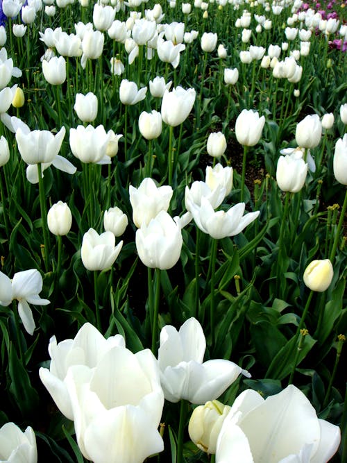 White Tulips in Bloom