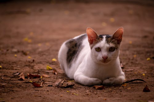 Foto d'estoc gratuïta de animal valent, cate blanc, gat