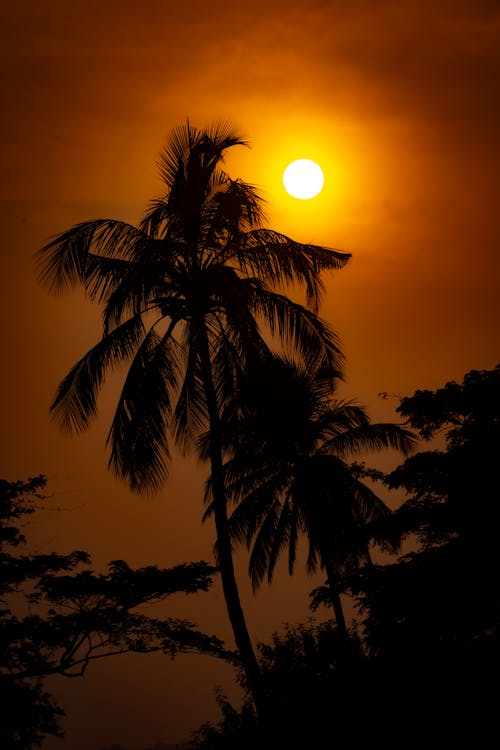 Foto d'estoc gratuïta de capvespre, cel vermell, Palmera