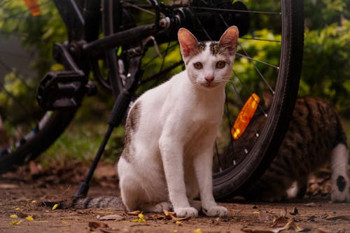 Foto d'estoc gratuïta de animals, animals bufons, gat