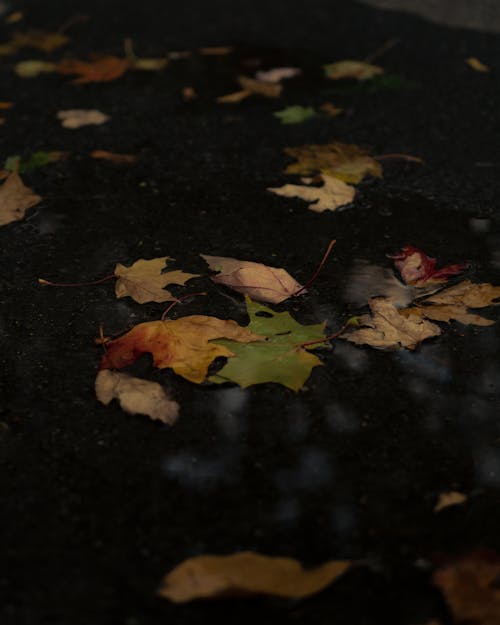 Dried Maple Leaves on Black Floor