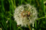 在鲜艳的绿色背景下，枸杞子头的详细图像